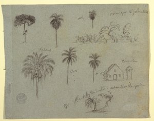 Desenho, Esboços do Rio Magdalene, Columbia:  Estudos Botânicos e uma Igreja, maio de 1853 de Frederic Edwin Church