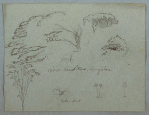 Desenho, Estudos do Rio Magdalena, Colômbia:  copas das árvores, pássaro branco voador, trepadeiras e três plantas com flores, 1853, provavelmente maio de Frederic Edwin Church