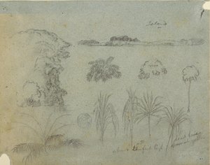 Desenho, Estudo com copas de árvores, árvores, cinco desenhos de plantas e uma ilha distante, ca. 1852-53 de Frederic Edwin Church
