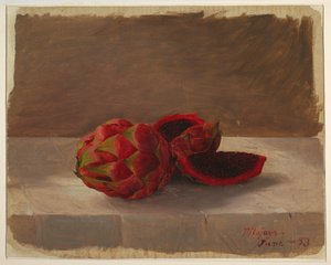 Desenho, O fruto de Pitajaya, Colômbia, junho de 1853 de Frederic Edwin Church
