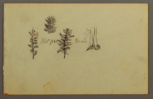 Desenho, Três sempre-vivas, 1845 de Frederic Edwin Church