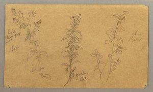 Desenho, Três estudos de plantas, outubro de 1865 de Frederic Edwin Church