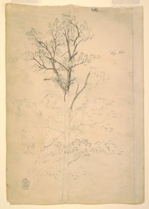 Desenho, Árvore, setembro de 1844 de Frederic Edwin Church