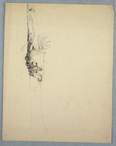 Desenho, tronco de árvore com plantas parasitas, Jamaica, maio-agosto de 1865 de Frederic Edwin Church