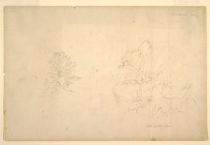Desenho, Árvore e tronco de árvore morta, setembro de 1844 de Frederic Edwin Church