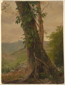 Desenho, Árvore com videiras, Jamaica, Índias Ocidentais, maio de 1865 de Frederic Edwin Church