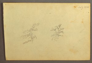 Desenho, Árvores, julho de 1844 de Frederic Edwin Church