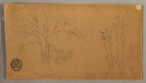 Desenho, Árvores e plantas, Elecampene, setembro de 1856 de Frederic Edwin Church