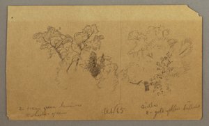 Desenho, Dois estudos de árvores, outubro de 1865 de Frederic Edwin Church