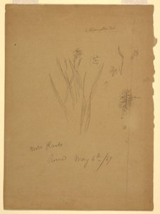 Desenho, Plantas Aquáticas, Roma Itália de Frederic Edwin Church