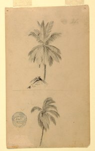 Desenhos. Dois esboços. Palmeiras. de Frederic Edwin Church