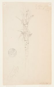 Folhas e caule de uma palmeira, Aspinwall, Panamá de Frederic Edwin Church