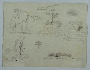 Estudos da natureza, incluindo uma árvore candelabro com uma preguiça, Rio Magdalena, Colômbia de Frederic Edwin Church