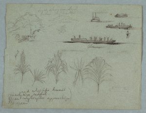 Esboços do Rio Magdalena, Colômbia: Plantas, Steamer e um Champan de Frederic Edwin Church