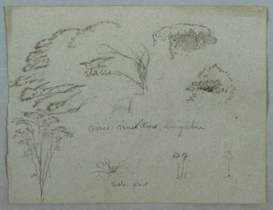 Estudos do Rio Magdalena, Colômbia: copas das árvores, pássaro branco voador, trepadeiras e três plantas com flores de Frederic Edwin Church