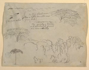 Estudos de pássaros e árvores vistos do Rio Magdalena, Colômbia de Frederic Edwin Church