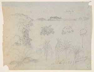 Estudo com copas de árvores, árvores, cinco desenhos de plantas e uma ilha distante de Frederic Edwin Church