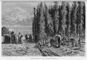 Apanha do lúpulo. Gravado por Lix, para ilustrar a história A Through Alsace and Lorraine, em 1887, por Charles Grad, deputado alemão, no tour du monde 1888, dirigido por Edouard Charton (1807-1890), Hachette, Paris.