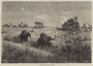 Índia e o Príncipe de Gales, Tiro ao Tigre do Howdah de Frederic Theodore Lix
