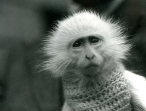 Um macaco albino do Velho Mundo, gênero Ceropithecus, vestindo um suéter no  zoológico de Londres em julho de 1922 (foto bw)