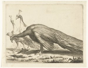 pavões Livro de desenho de Abraham Bloemaert (título da série) de Frederick Bloemaert