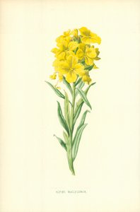 Wallflower alpino
