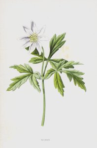 Anemone (cromolitho) de Frederick Edward Hulme