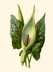 Arum ou Cuco Pint, 1877. de Frederick Edward Hulme