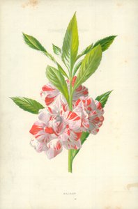 bálsamo de Frederick Edward Hulme