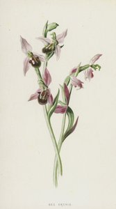 Orquídea da abelha (chromolitho) de Frederick Edward Hulme