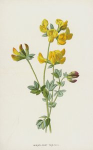 Trevo Pássaro-Pé (cromolito) de Frederick Edward Hulme
