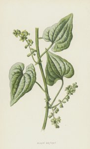 Bryony preto (cromolitho) de Frederick Edward Hulme
