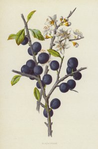 Espinheiro-negro (cromolito) de Frederick Edward Hulme