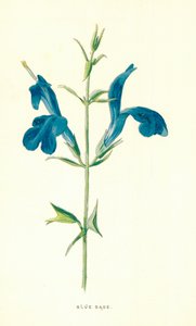 Sábio azul de Frederick Edward Hulme