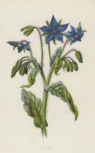 Borragem (cromolitho)
