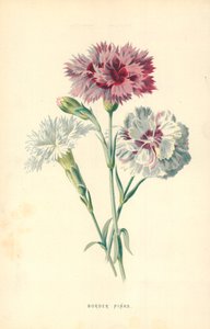Rosa da fronteira de Frederick Edward Hulme