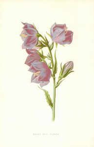 Flor de sino largo