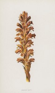 Estupro de vassoura (cromolito) de Frederick Edward Hulme