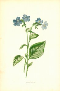 Browallia de Frederick Edward Hulme