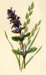Corneta & grama alta do festuca, 1877. de Frederick Edward Hulme