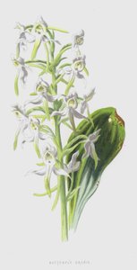 Borboleta Orchis (chromolitho) de Frederick Edward Hulme