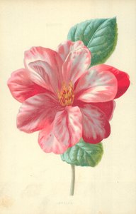 Camélia de Frederick Edward Hulme