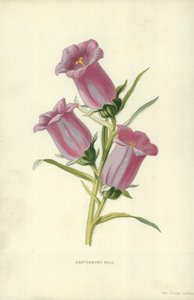 Sino de Canterbury de Frederick Edward Hulme