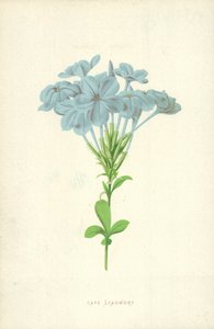 Cape Leadwort de Frederick Edward Hulme
