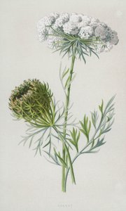 Cenoura (cromolito) de Frederick Edward Hulme
