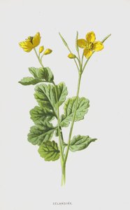 Celandine (cromolitho) de Frederick Edward Hulme