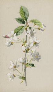 Cereja (cromolitho) de Frederick Edward Hulme