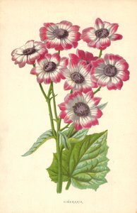 Cineraria de Frederick Edward Hulme
