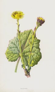 Coltsfoot (cromolitho) de Frederick Edward Hulme