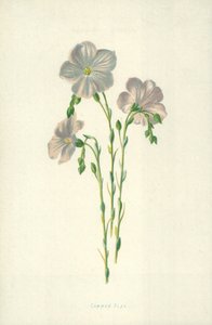 Linho Comum de Frederick Edward Hulme